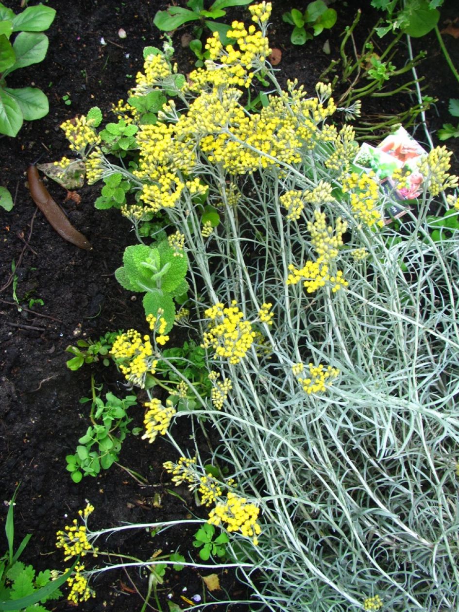 grijzig struikje met gele bloemen .